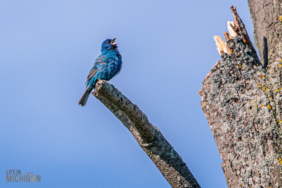 Manistee-Area-Birds-2026-6