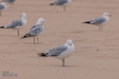 Manistee-Area-Birds-2026-50