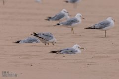 Manistee-Area-Birds-2026-51