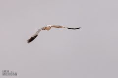 Manistee-Area-Birds-2026-52