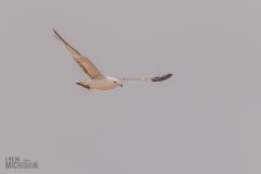 Manistee-Area-Birds-2026-53
