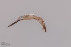 Manistee-Area-Birds-2026-54