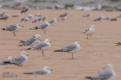 Manistee-Area-Birds-2026-55