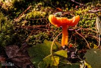 Marquette-hikes-2023-8