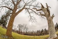 McCourtie-Park-12