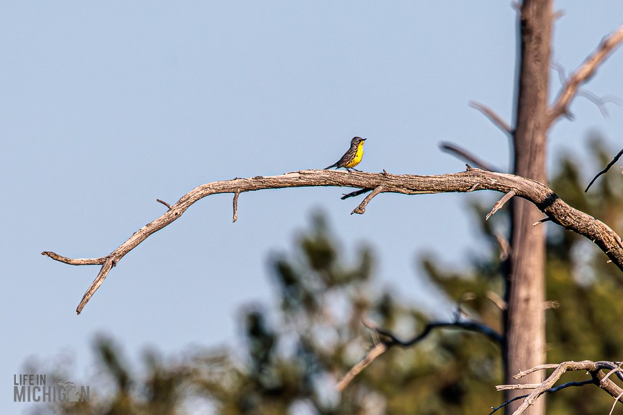 Michigan-Audubon-Kirtland-Warbler-Tour-2026-3