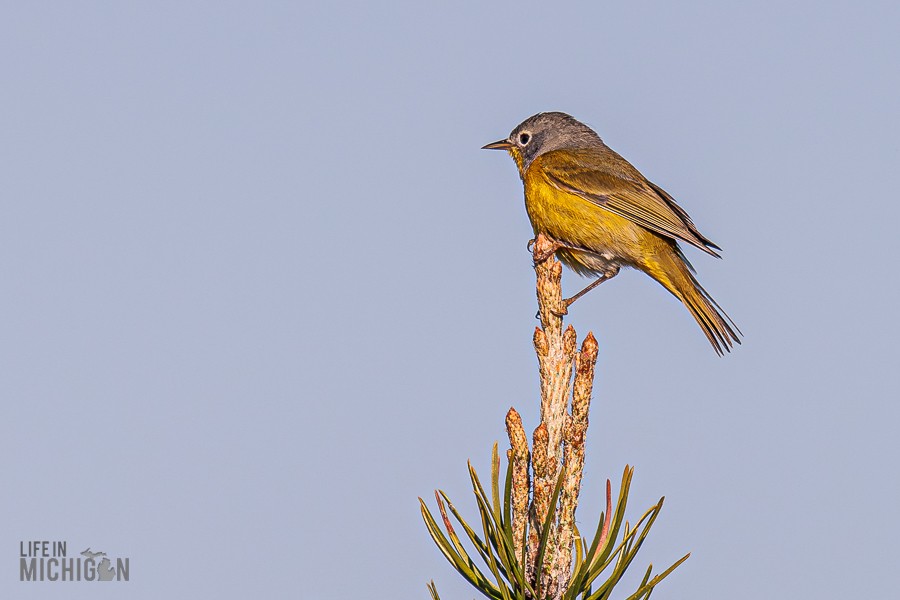 Michigan-Audubon-Kirtland-Warbler-Tour-2026-7