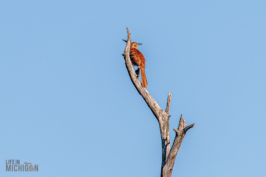 Michigan-Audubon-Kirtland-Warbler-Tour-2026-9