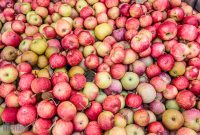 Michigan-Hard-Cider-Tour-2023-1
