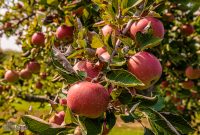 Michigan-Hard-Cider-Tour-2023-19
