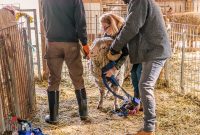 Michigan-Merinos-2023-10