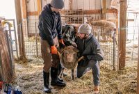 Michigan-Merinos-2023-12