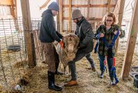 Michigan-Merinos-2023-13