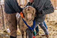 Michigan-Merinos-2023-14