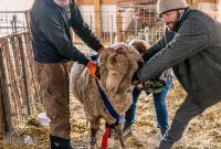 Michigan-Merinos-2023-15