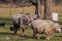 Michigan-Merinos-2023-17