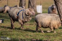 Michigan-Merinos-2023-18