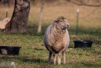 Michigan-Merinos-2023-19