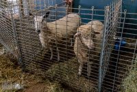 Michigan-Merinos-2023-2