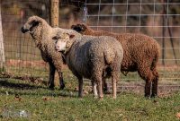 Michigan-Merinos-2023-20