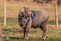 Michigan-Merinos-2023-21