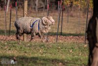 Michigan-Merinos-2023-23