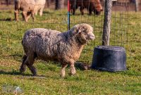 Michigan-Merinos-2023-24