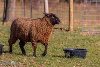 Michigan-Merinos-2023-25