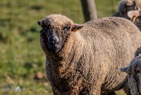 Michigan-Merinos-2023-26