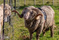 Michigan-Merinos-2023-27