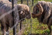 Michigan-Merinos-2023-28