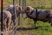 Michigan-Merinos-2023-29