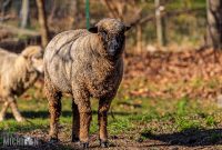 Michigan-Merinos-2023-32