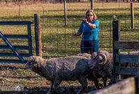 Michigan-Merinos-2023-33