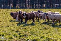 Michigan-Merinos-2023-34