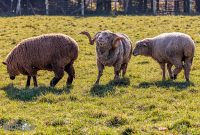 Michigan-Merinos-2023-35