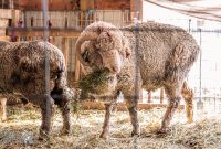 Michigan-Merinos-2023-4