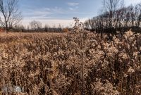 Michigan-Merinos-2023-44