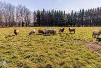 Michigan-Merinos-2023-49