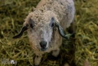 Michigan-Merinos-2023-5