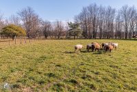 Michigan-Merinos-2023-50