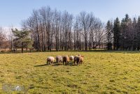 Michigan-Merinos-2023-51