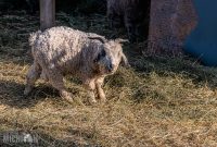 Michigan-Merinos-2023-53