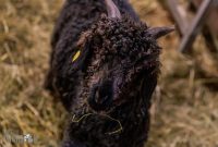 Michigan-Merinos-2023-6