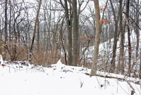 Michigan Winter Trail Running