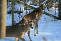 Backyard bucks in Ann Arbor