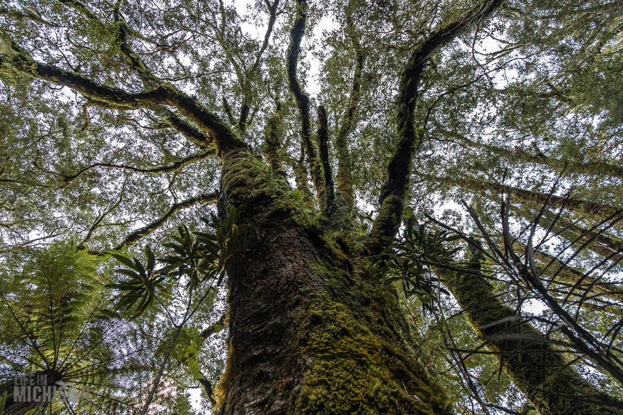 Milford Track