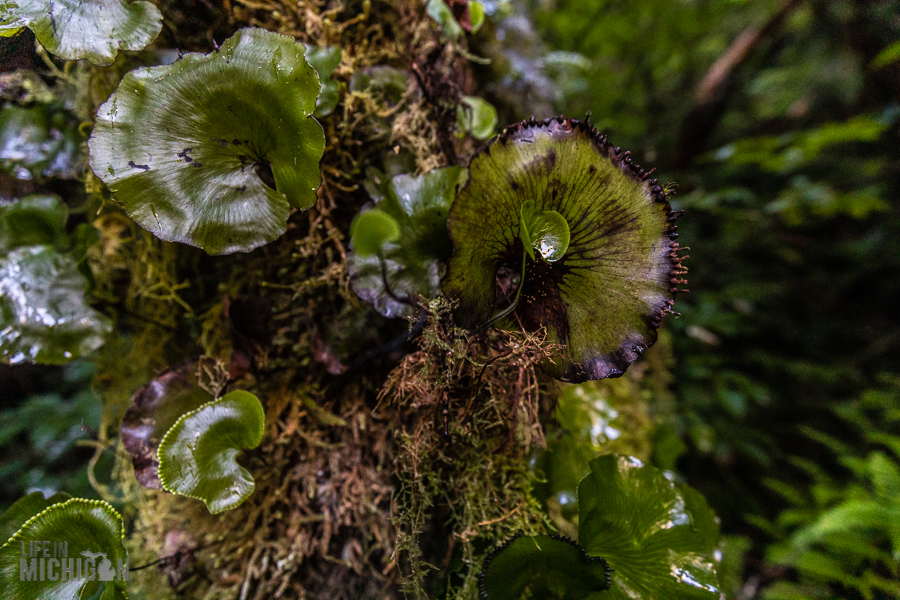 Milford Track