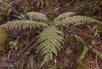 Milford-Sound-Overnight-Cruise-New-Zealand-19
