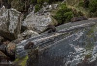 Milford-Sound-Overnight-Cruise-New-Zealand-48